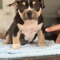 Aquiles, a male American Bully for sale in Ocala, FL – Photo 1 of 3