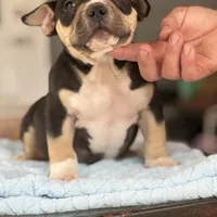 Aquiles, a male American Bully for sale in Ocala, FL – Photo 3 of 3