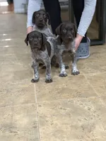 Lucas, a male German Shorthaired Pointer for sale in Ocala, FL – 2 of 3