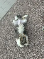 Ozzy, a male Bernedoodle for sale in Maricopa, AZ – 7 of 7