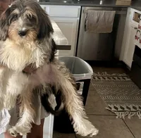 Ozzy, a male Bernedoodle for sale in Maricopa, AZ – 4 of 7