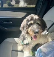 Ozzy, a male Bernedoodle for sale in Maricopa, AZ – 2 of 7