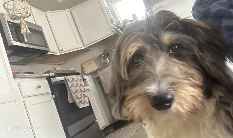 Ozzy – Bernedoodle puppy for sale in Maricopa, AZ