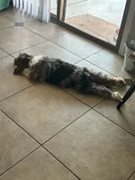 Ozzy, a male Bernedoodle for sale in Maricopa, AZ – 6 of 7