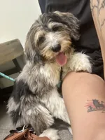 Ozzy, a male Bernedoodle for sale in Maricopa, AZ – 3 of 7