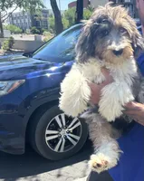 Ozzy, a male Bernedoodle for sale in Maricopa, AZ – 5 of 7