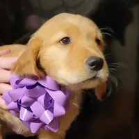 Lady, a female Golden Retriever for sale in Layton, UT – Photo 1 of 2