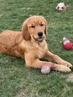 Lady, a female Golden Retriever for sale in Layton, UT – Photo 2 of 2