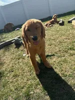 Ophelia, a female Golden Retriever for sale in Layton, UT – Photo 2 of 2