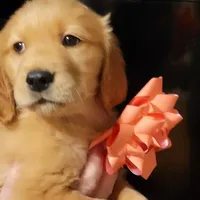 Ophelia, a female Golden Retriever for sale in Layton, UT – Photo 1 of 2