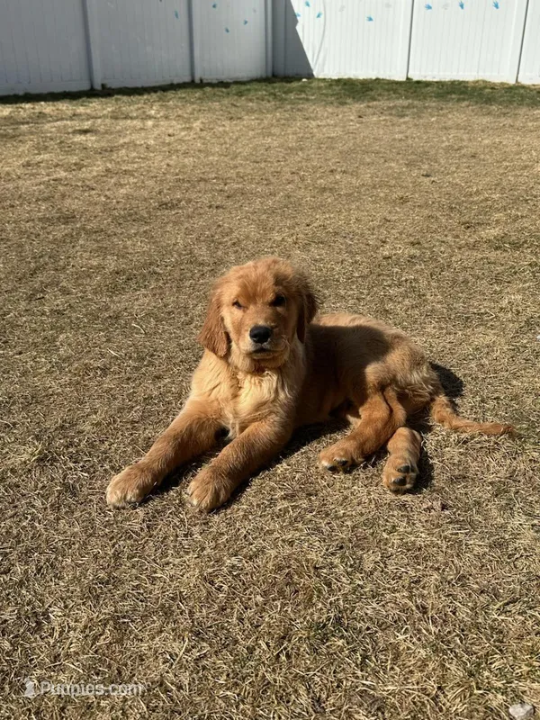 Titan – Golden Retriever puppy for sale in Layton, UT