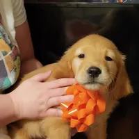 Lily, a female Golden Retriever for sale in Layton, UT – Photo 1 of 2