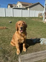 Star, a female Golden Retriever for sale in Layton, UT – Photo 2 of 2