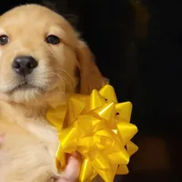 Star, a female Golden Retriever for sale in Layton, UT – Photo 1 of 2