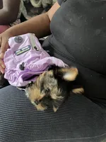 Stormi , a female Yorkshire Terrier for sale in Lawrenceville, GA – 2 of 10