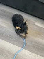 Stormi , a female Yorkshire Terrier for sale in Lawrenceville, GA – 7 of 10