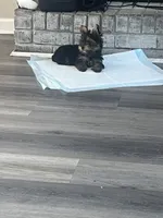 Stormi , a female Yorkshire Terrier for sale in Lawrenceville, GA – 3 of 10