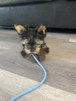 Stormi , a female Yorkshire Terrier for sale in Lawrenceville, GA – 8 of 10
