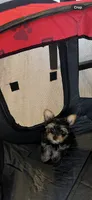 Stormi , a female Yorkshire Terrier for sale in Lawrenceville, GA – 5 of 10