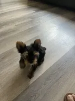 Stormi , a female Yorkshire Terrier for sale in Lawrenceville, GA – 4 of 10