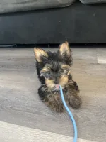 Stormi , a female Yorkshire Terrier for sale in Lawrenceville, GA – 9 of 10