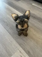 Stormi , a female Yorkshire Terrier for sale in Lawrenceville, GA – 10 of 10