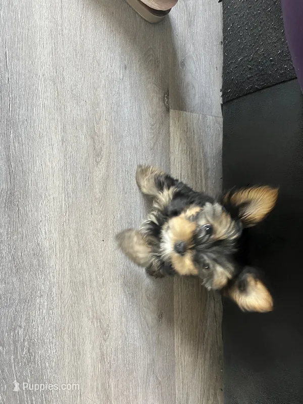 Stormi  – Yorkshire Terrier puppy for sale in Lawrenceville, GA