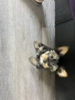 Stormi , a female Yorkshire Terrier for sale in Lawrenceville, GA – 1 of 10