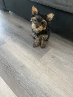 Stormi , a female Yorkshire Terrier for sale in Lawrenceville, GA – 6 of 10