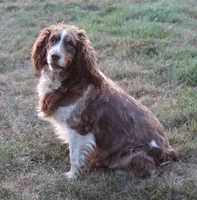 Lexi, a female English Springer Spaniel for sale in Lebanon, PA – 1 of 1