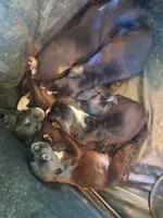 Honey, a female Boxer and Labrador Retriever for sale in Portland, OR – 4 of 4