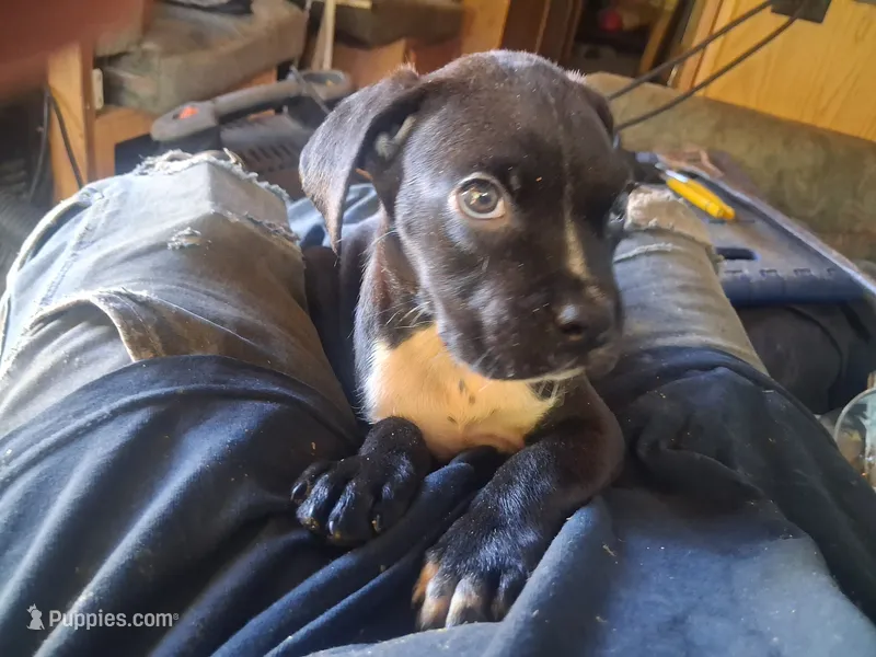 Honey – Boxer, Labrador Retriever puppy for sale in Portland, OR