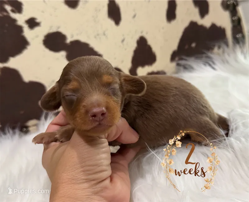**AKC** LH CHOCOLATE/TAN