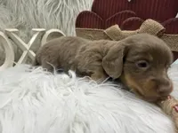 *AKC* ISABELLA/TAN LH, a male Dachshund and Miniature Dachshund for sale in Cottonwood, CA – Photo 2 of 7