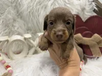 *AKC* ISABELLA/TAN LH, a male Dachshund and Miniature Dachshund for sale in Cottonwood, CA – Photo 5 of 7