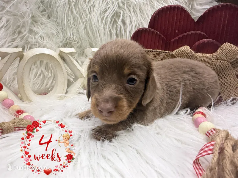 *AKC* ISABELLA/TAN LH