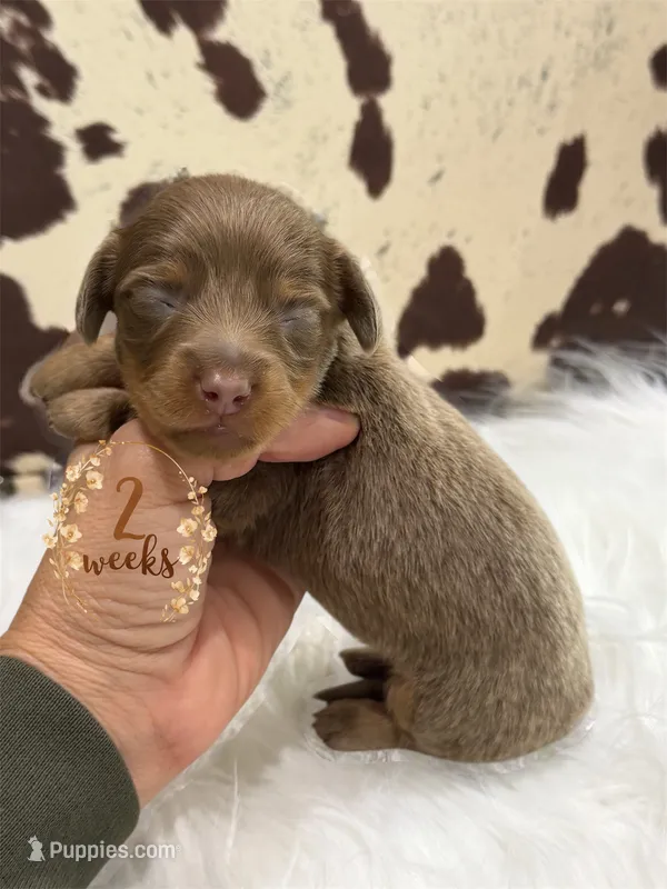 **AKC** LH ISABELLA/TAN