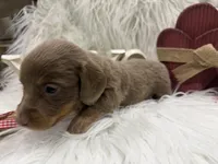 *AKC* ISABELLA/TAN LH, a male Dachshund and Miniature Dachshund for sale in Cottonwood, CA – Photo 6 of 7