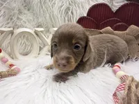 *AKC* ISABELLA/TAN LH, a male Dachshund and Miniature Dachshund for sale in Cottonwood, CA – Photo 4 of 7