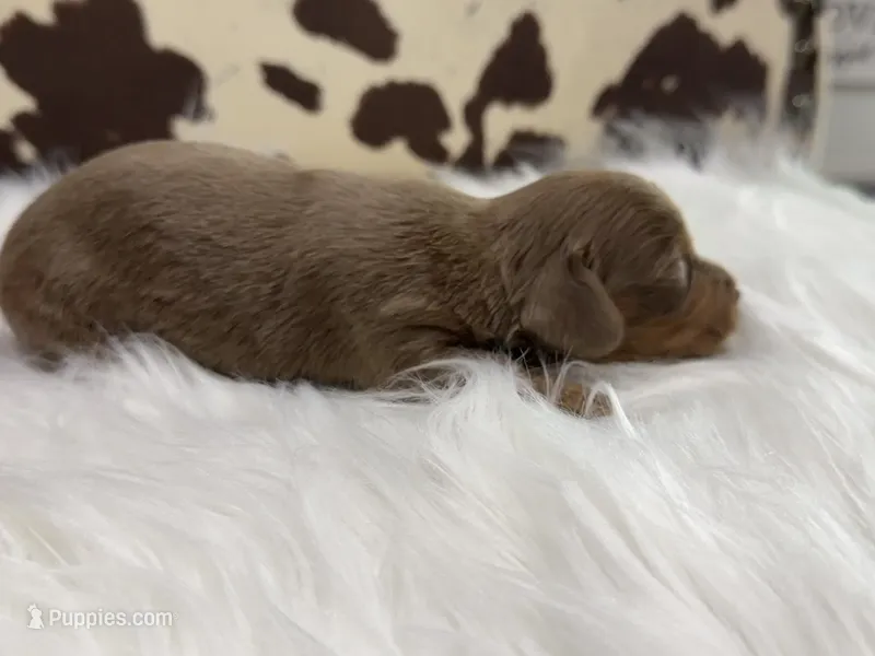 **AKC** LH ISABELLA/TAN