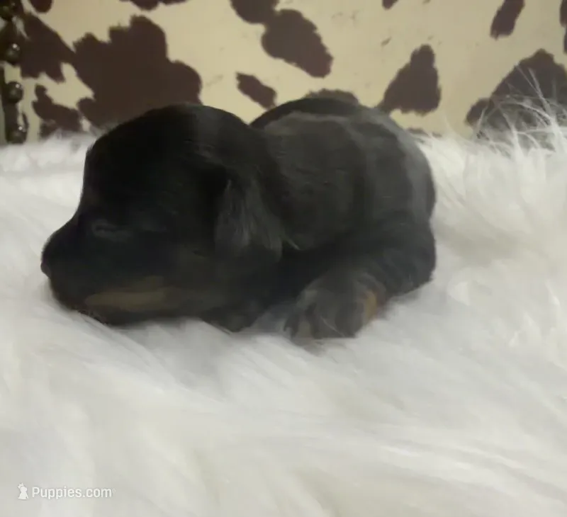 **AKC** LH BLACK/TAN