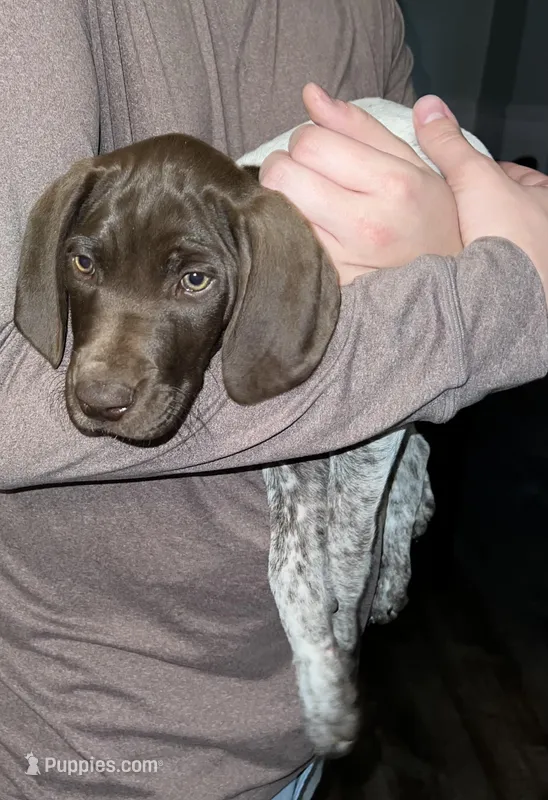 Fuchsia – German Shorthaired Pointer puppy for sale in Carrollton, GA