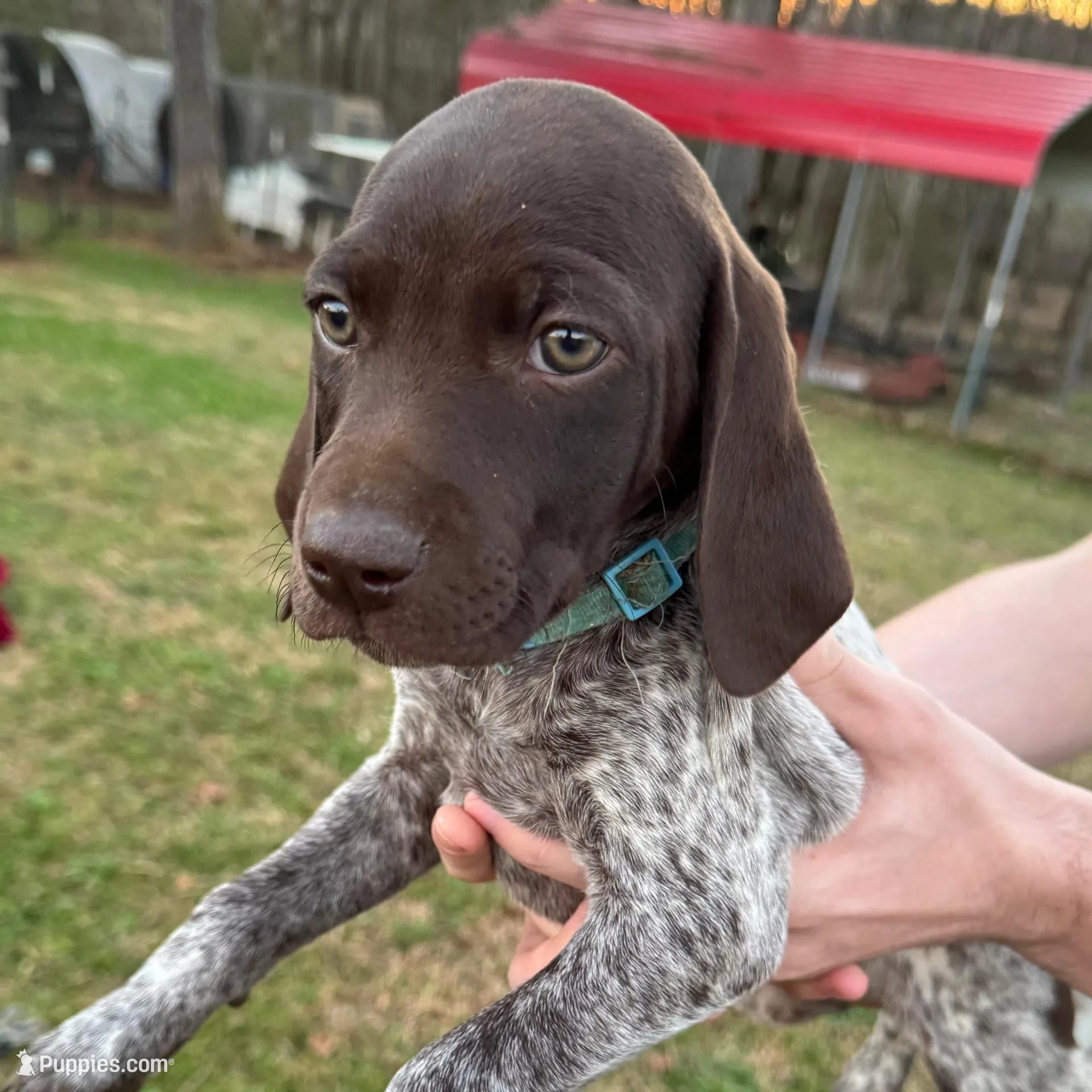 Light Blue – German Shorthaired Pointer puppy for sale in Carrollton, GA