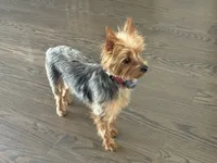 maddie, a female Yorkshire Terrier for sale in Lincolnwood, IL – 1 of 2