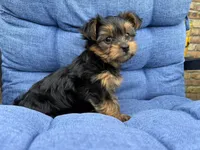 Gus , a male Yorkshire Terrier for sale in Lincolnwood, IL – 2 of 4