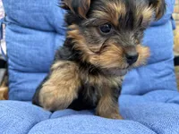 Gus , a male Yorkshire Terrier for sale in Lincolnwood, IL – 3 of 4