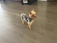 maddie, a female Yorkshire Terrier for sale in Lincolnwood, IL – 2 of 2