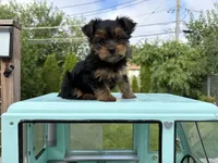 Gus , a male Yorkshire Terrier for sale in Lincolnwood, IL – 4 of 4