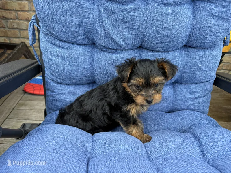 Gus  – Yorkshire Terrier puppy for sale in Lincolnwood, IL