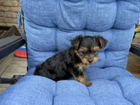 Gus , a male Yorkshire Terrier for sale in Lincolnwood, IL – 1 of 4